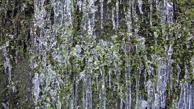 <strong>冰</strong>冻<strong>冰</strong>柱和水滴<strong>纹</strong>理绿色苔藓墙背景1080p